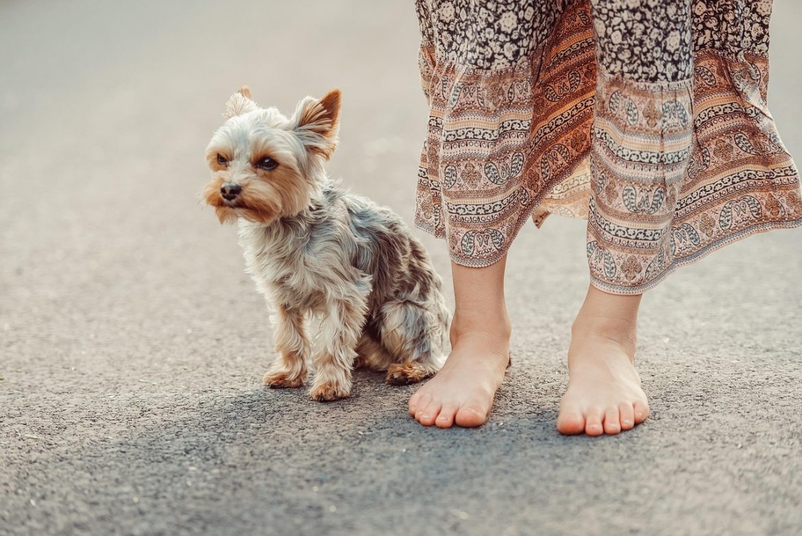 Mastering the Art of Yorkie Training