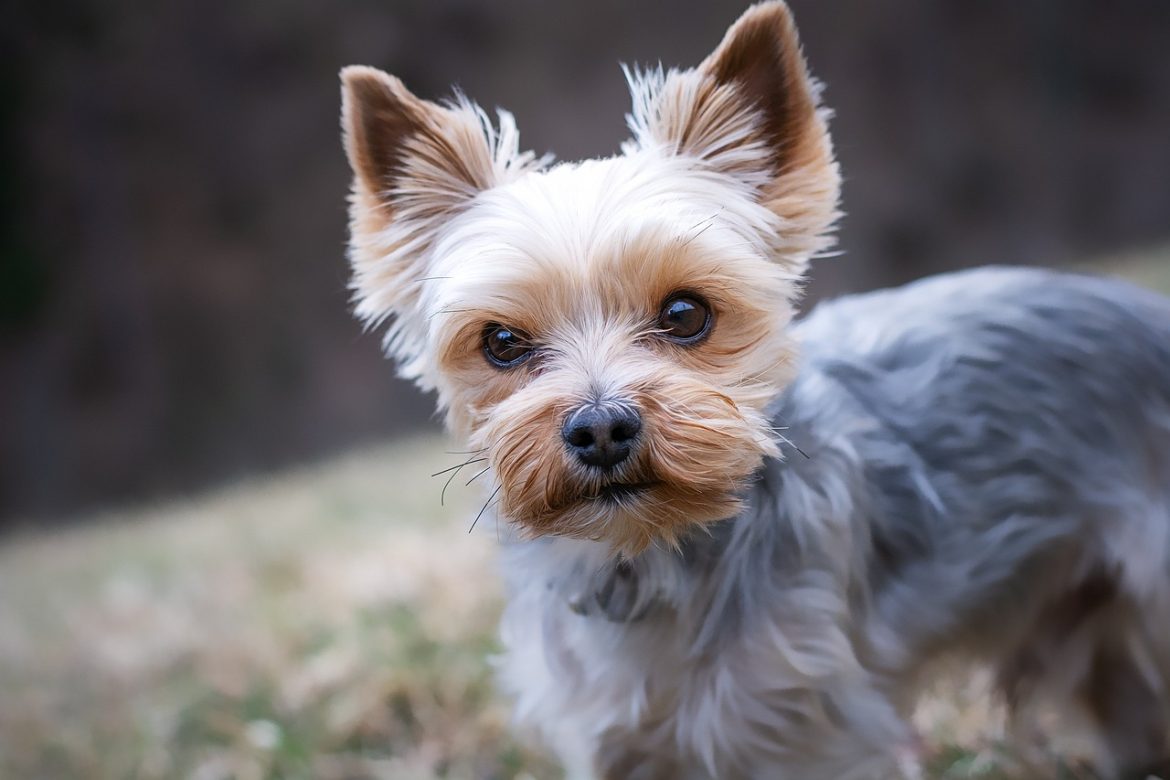 Solving Yorkie Barking Woes