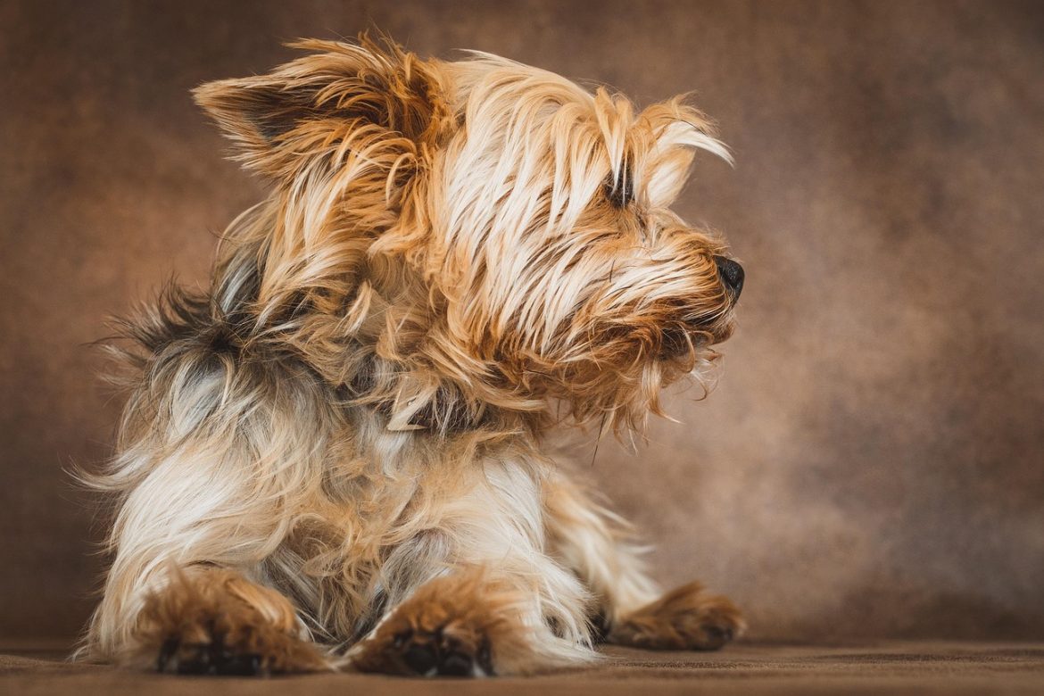 The Perfect Guide to Feeding Your Yorkie Puppy