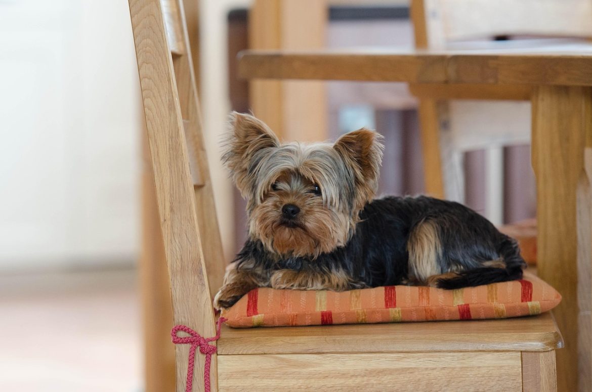 Exciting Adventures Await Yorkie Puppy