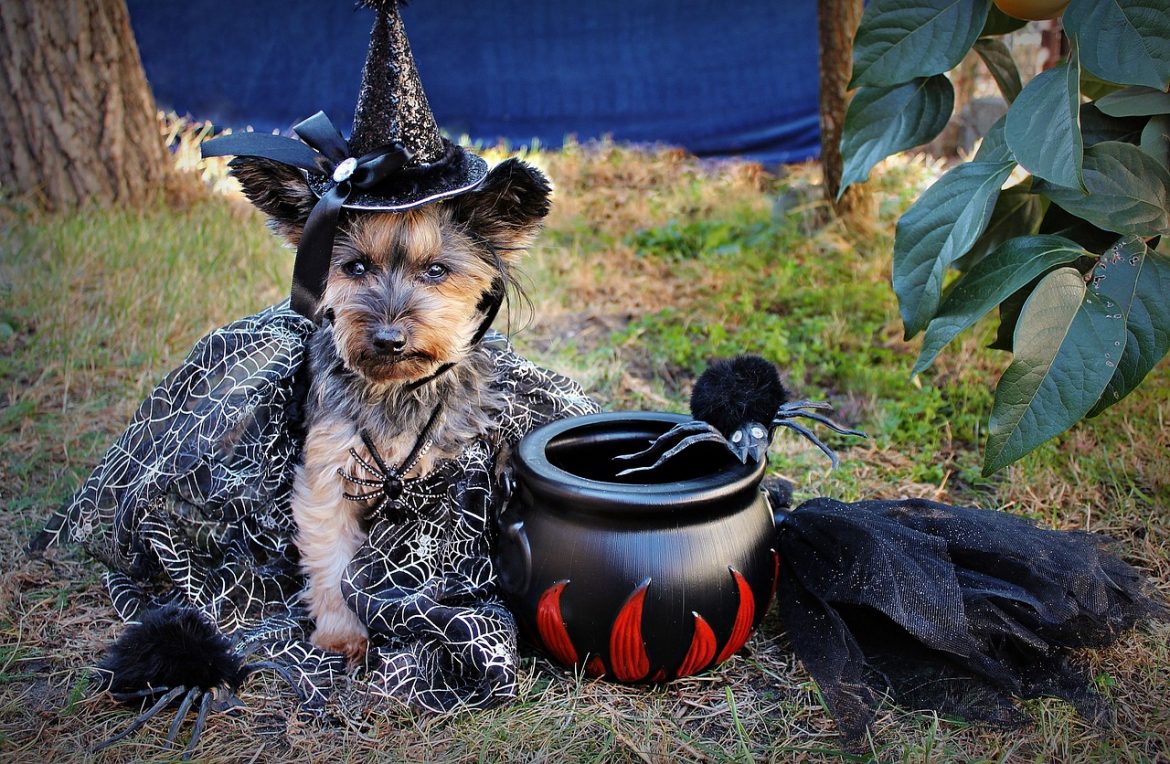 Overcoming Yorkie Separation Anxiety