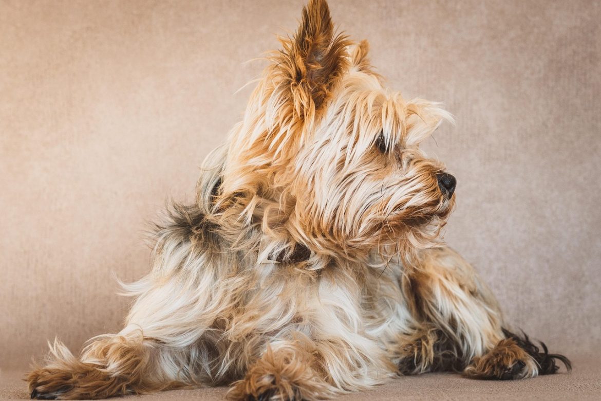 Toxic Foods for Yorkies: Health Hazards and Safe Alternatives