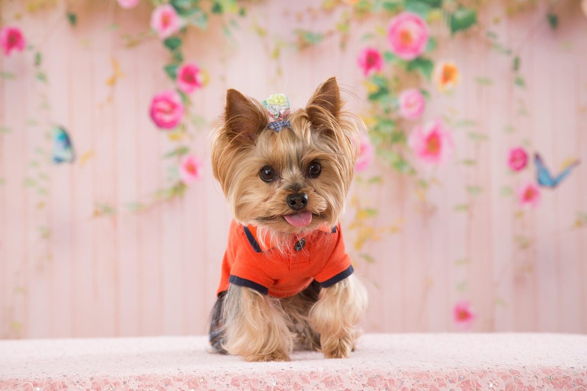 Mastering Yorkie Leash Training